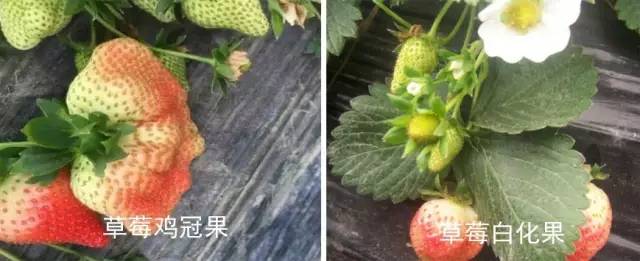 冬种草莓畸形花、畸形果多,坐果少,怎么办? 冬种草莓畸形花、畸形果多,坐果少,怎么办?