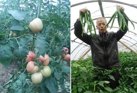 番茄、辣椒、茄子等茄茄果类蔬菜 番茄、辣椒、茄子等茄茄果类蔬菜