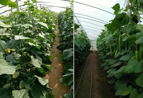 茄果蔬菜营养方案 茄果蔬菜营养方案