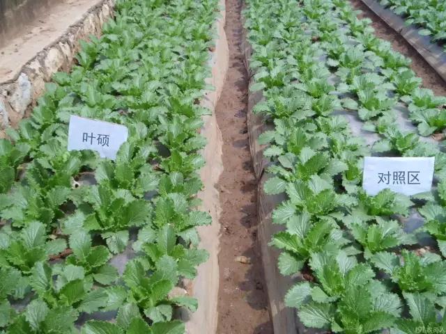 叶菜类营养方案 叶菜类营养方案