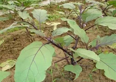 茄子落花落果是什么引起? 茄子落花落果是什么引起?