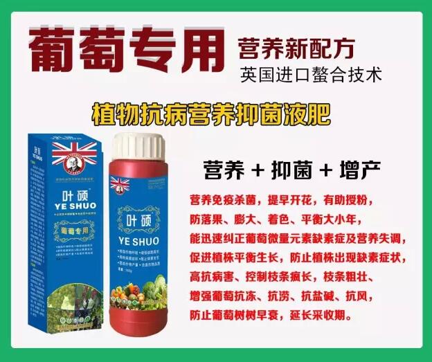 葡萄缺素叶片黄化,如何补救? 葡萄缺素叶片黄化,如何补救?