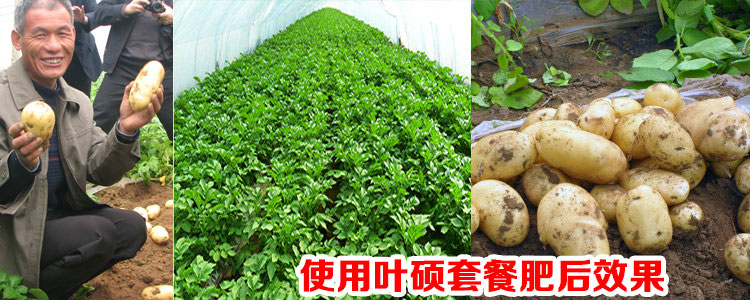 土里长出“金疙瘩”,种植致富全靠它! 土里长出“金疙瘩”,种植致富全靠它!
