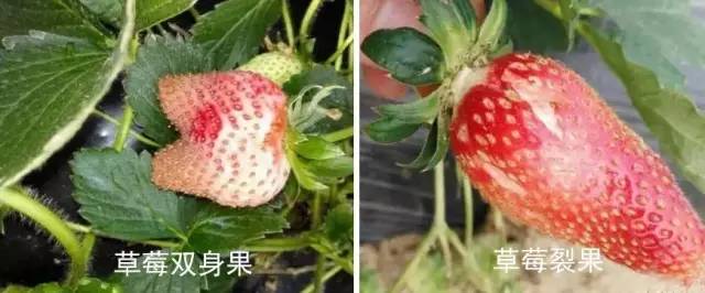 冬种草莓畸形花、畸形果多,坐果少,怎么办? 冬种草莓畸形花、畸形果多,坐果少,怎么办?