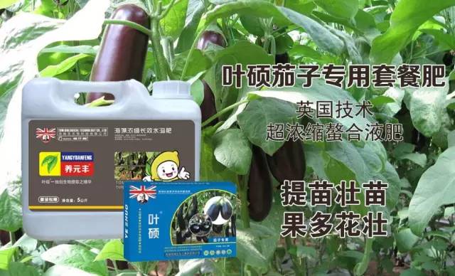 叶硕茄子专用套餐肥 叶硕茄子专用套餐肥