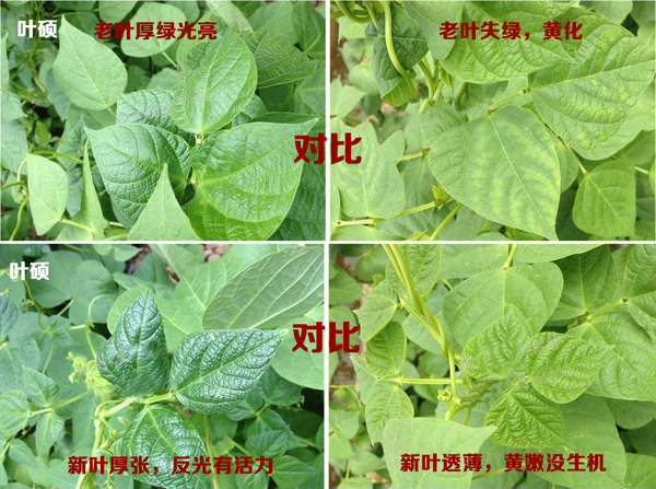 如何让豆角多结荚,不早衰? 如何让豆角多结荚,不早衰?